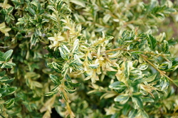 Buxus sempervirens Aureo-pendula — photo 2